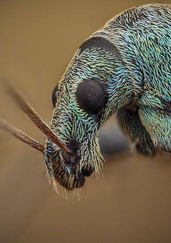 Долгоносик бледно-зелёный