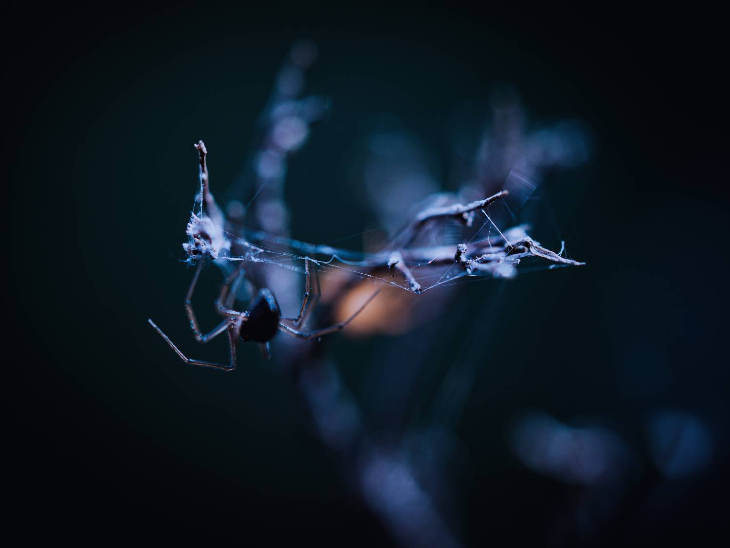 макро, паук, ночь, паутина, macro, spider, night, web, Irina Protchenko