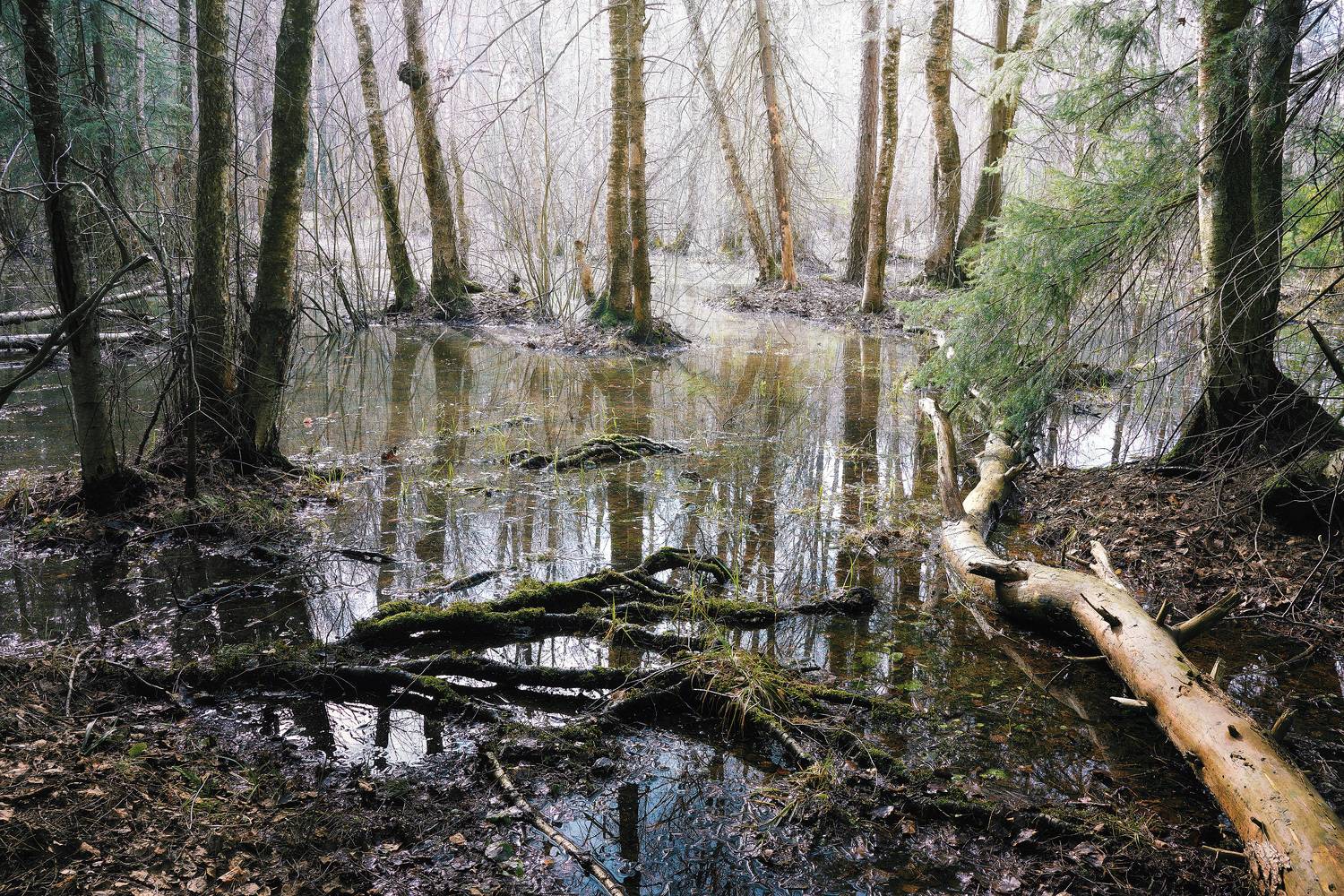 лес, весна, Валерий Вождаев