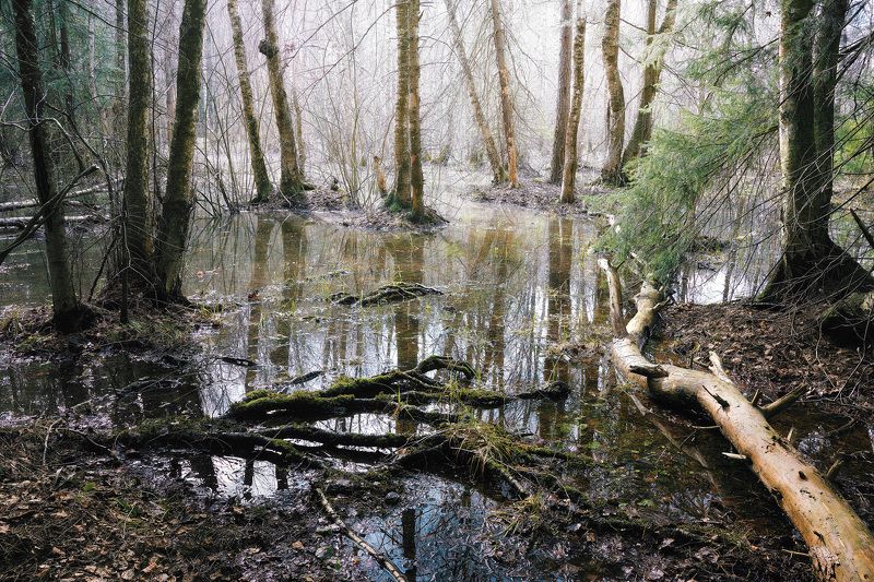 лес, весна В апрельском лесу фото превью