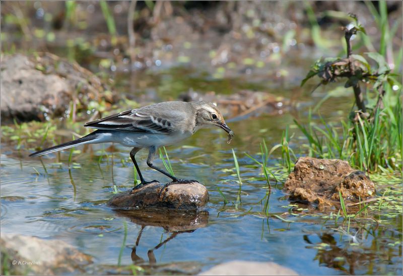 трясогузка,лужа,обед Какую-то инфекцию сейчас я проглочу )) фото превью