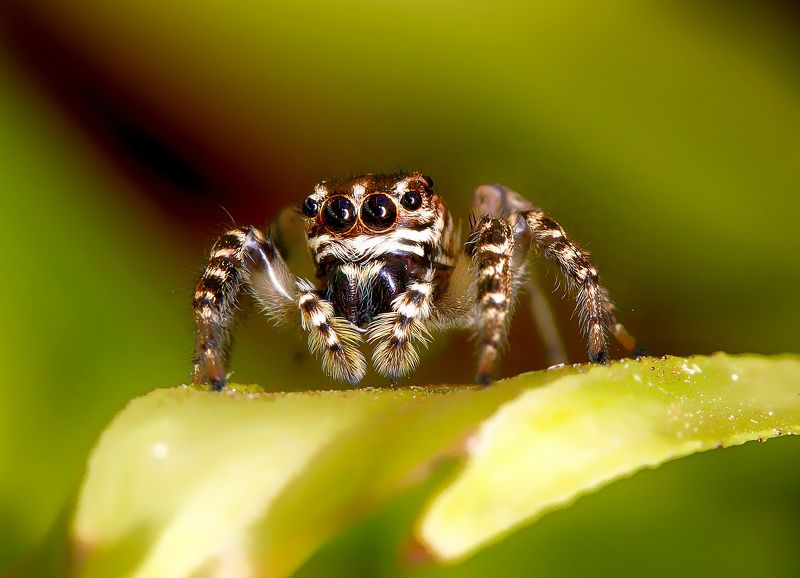 Jumping spider фото превью
