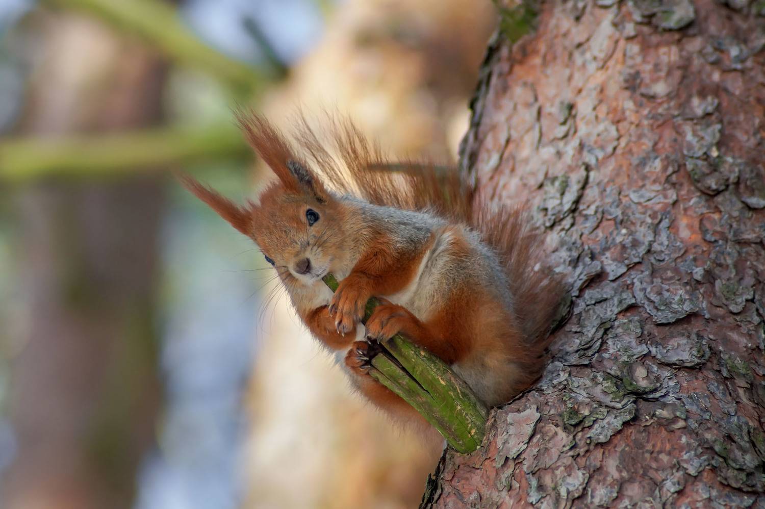 Белка, дерево, парк,, Чепленко Алексей