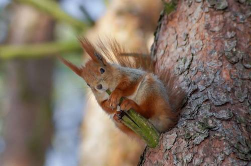 Постигая Дзен