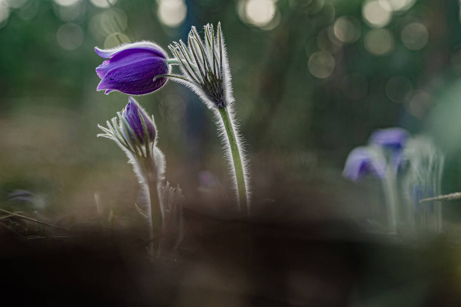 , Зайцев Роман