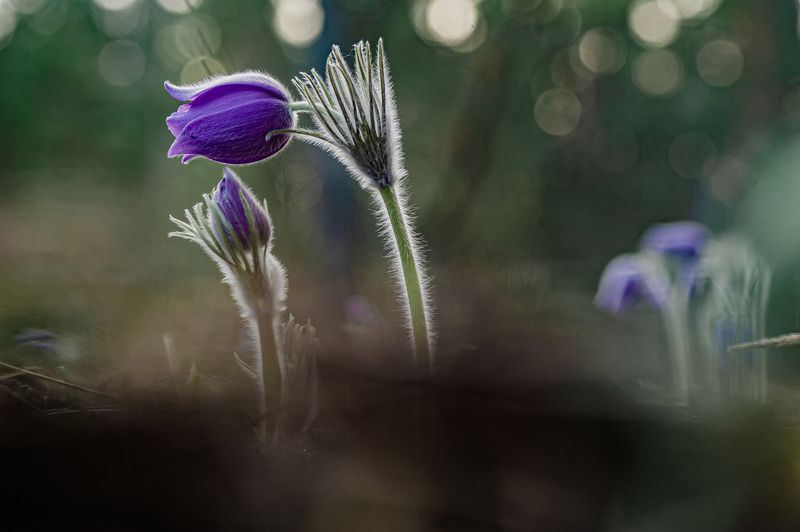 Сон трава, в лесном царстве.  фото превью