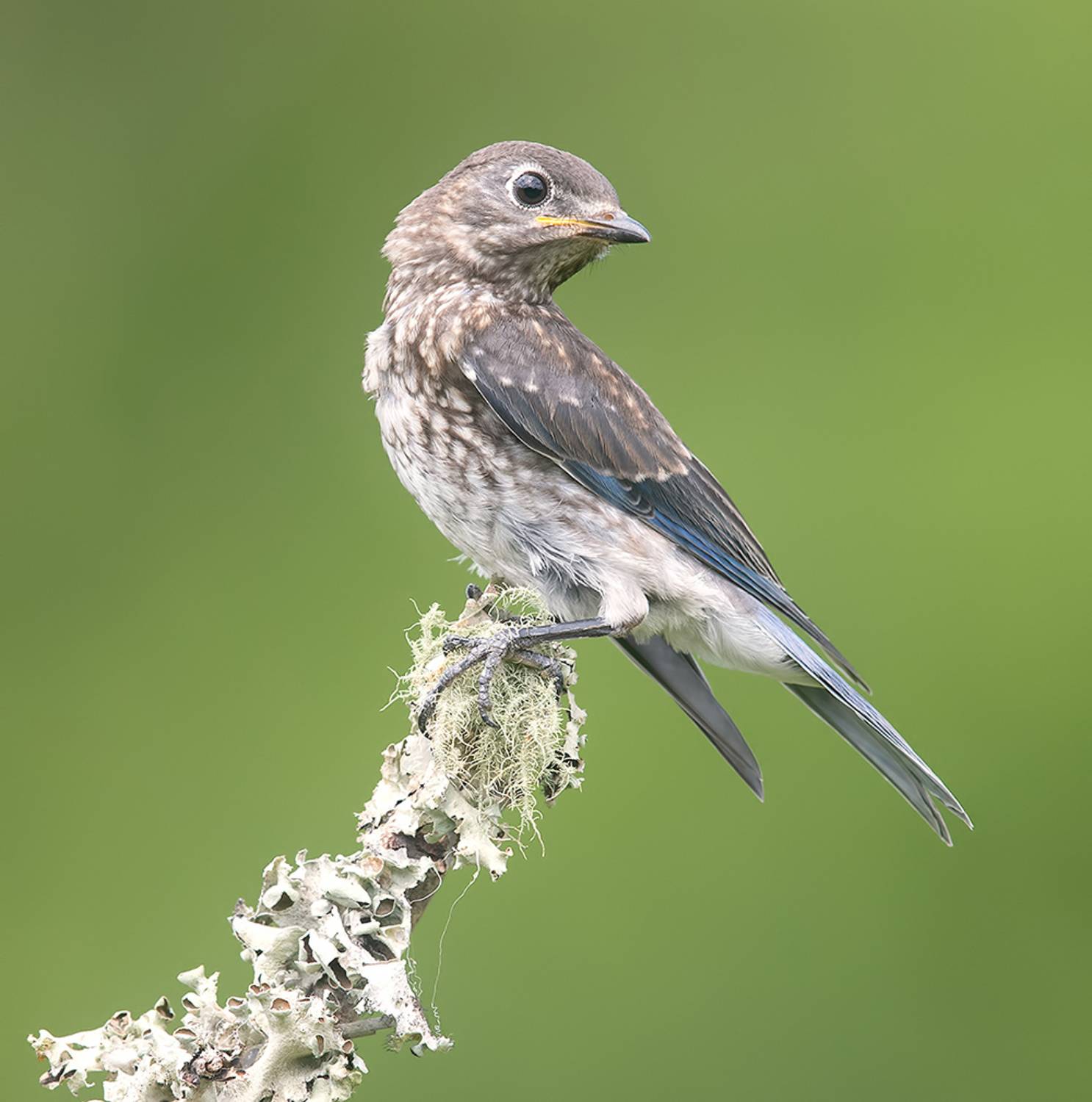 восточная сиалия, eastern bluebird,bluebird, Etkind Elizabeth