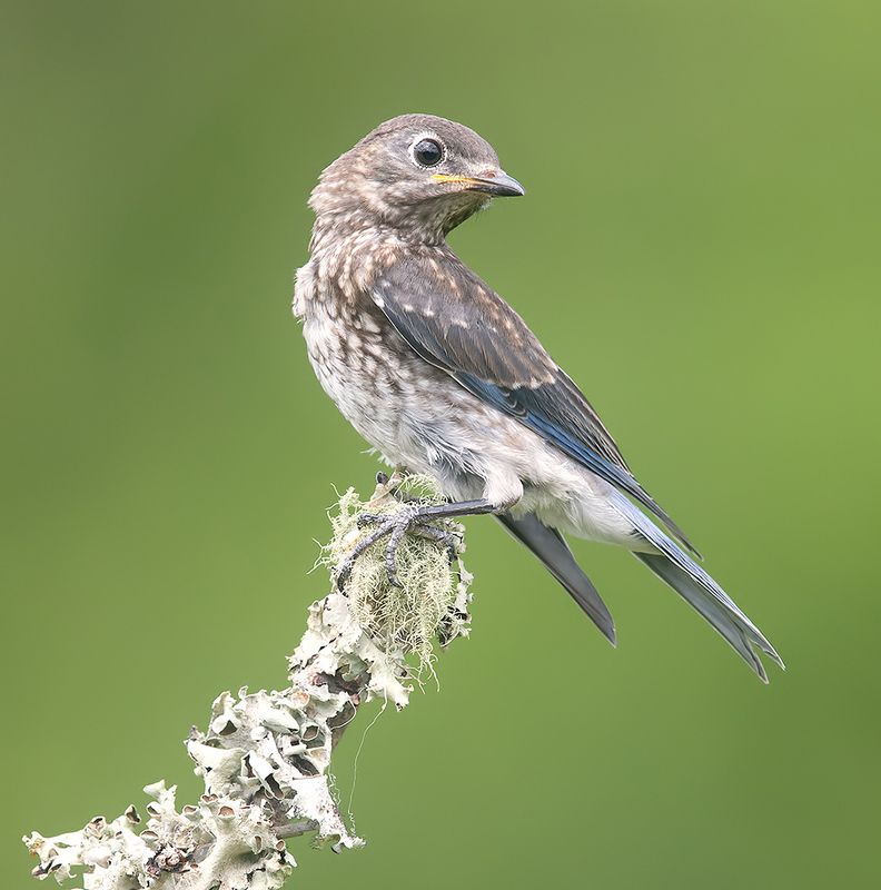 восточная сиалия, eastern bluebird,bluebird juvenile. Bluebird. Восточная сиалия. слеток фото превью