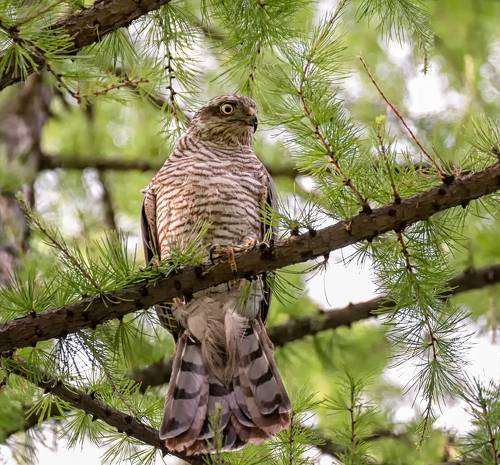 Перепелятник.
