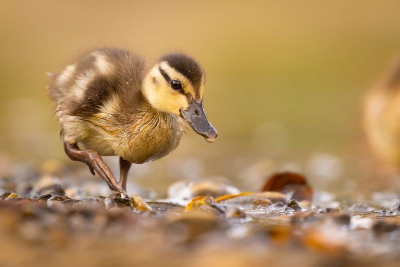 Duckling фото превью