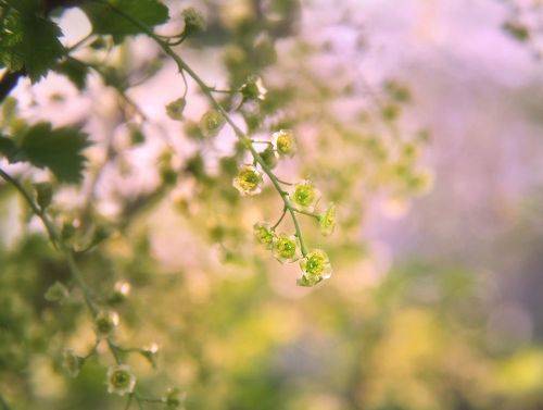 Прозрачная нежность апрельского утра