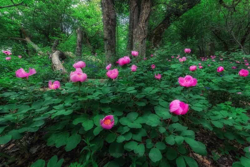 Цветение крымских пионов фото превью