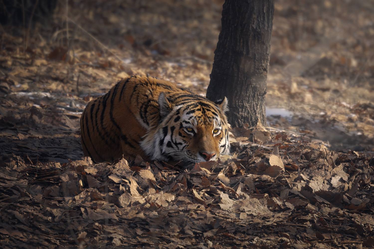 тигр, большие кошки, сафари, Андрей