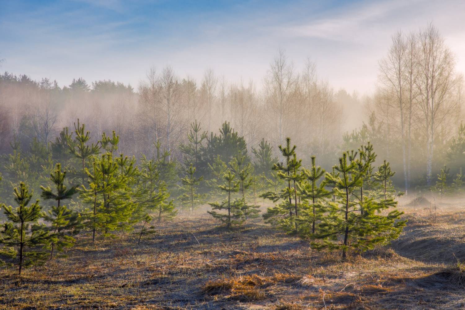 апрель поросель сосна утро туман, Алексеев Дмитрий