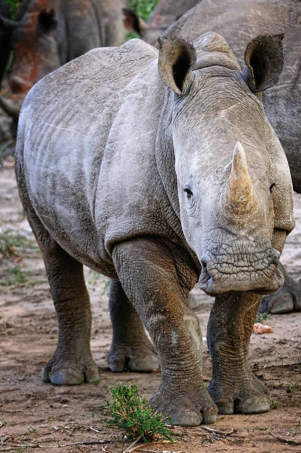 , Худзинская Ирина