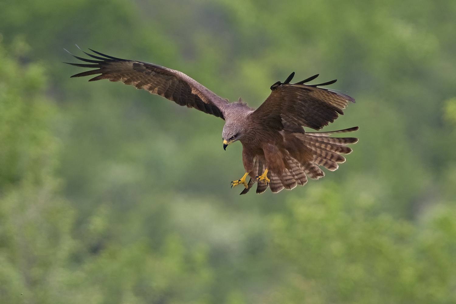 , Евгени Стефанов