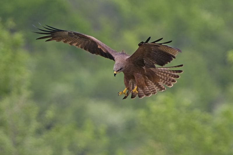 Черный коршун фото превью