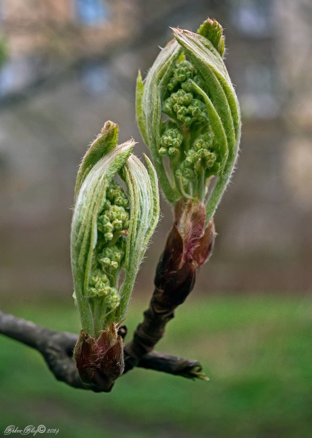 , Орлов Олег