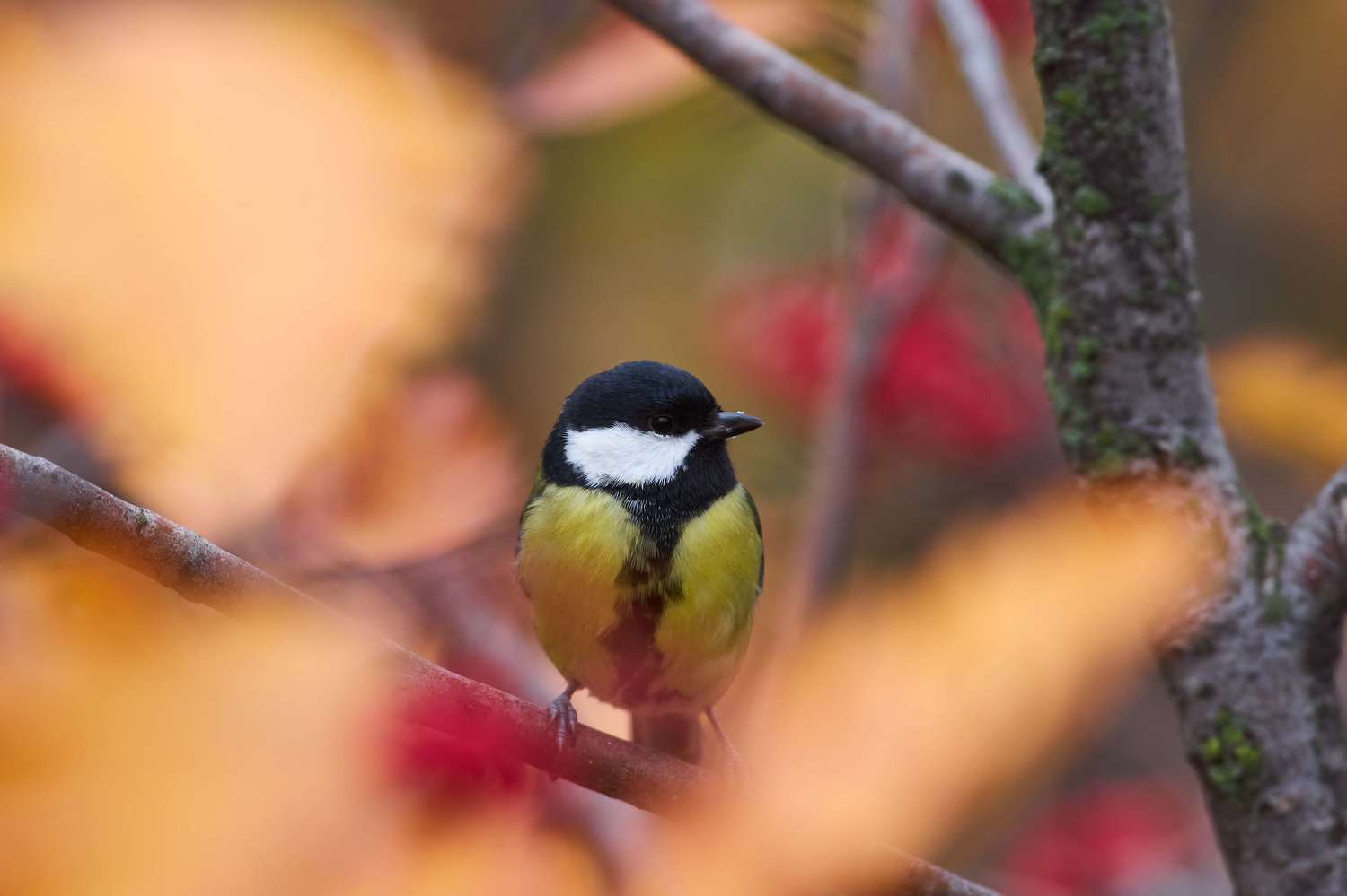 , Павел Сторчилов