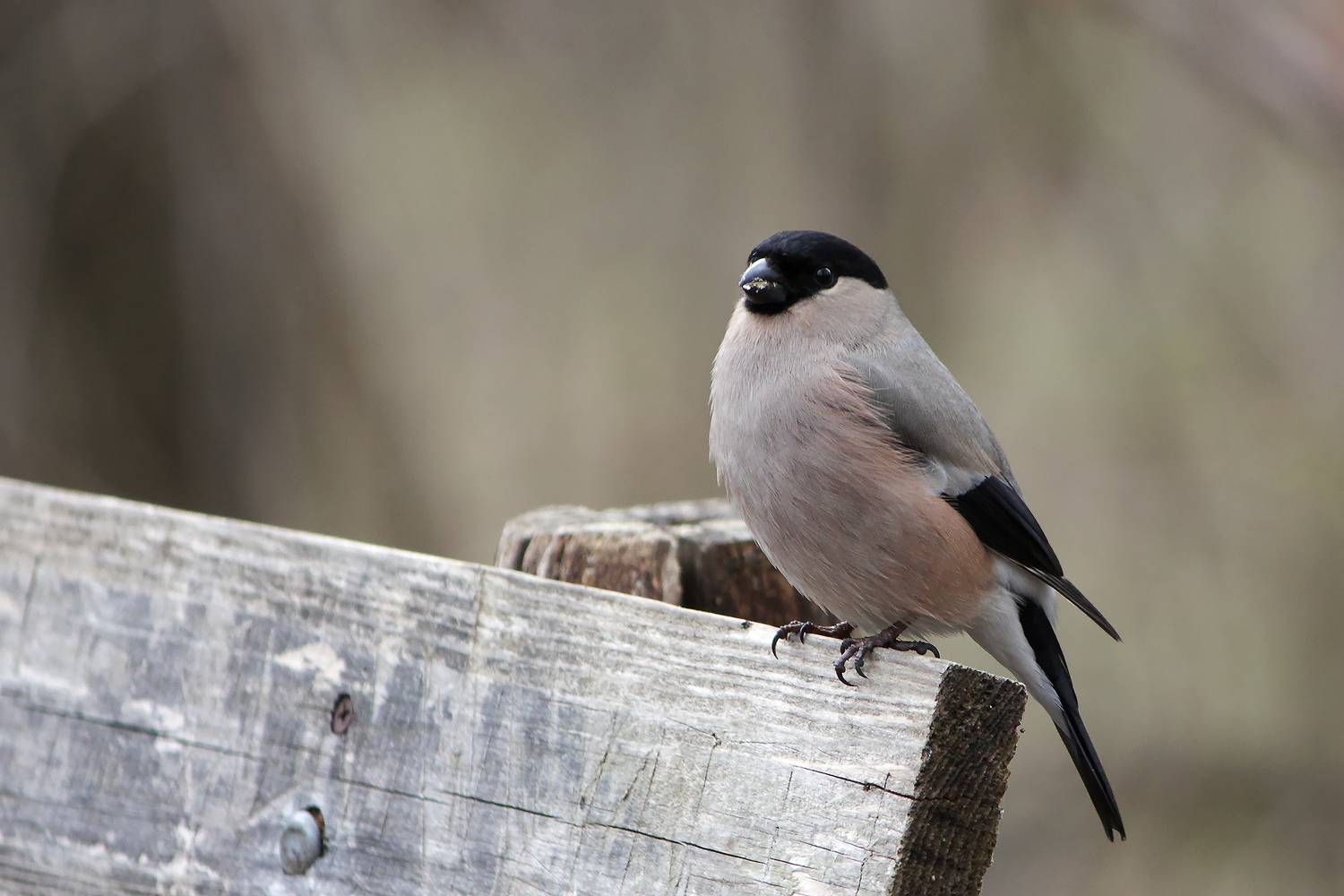 снегирь, обыкновенный снегирь, pyrrhula pyrrhula, КарОл