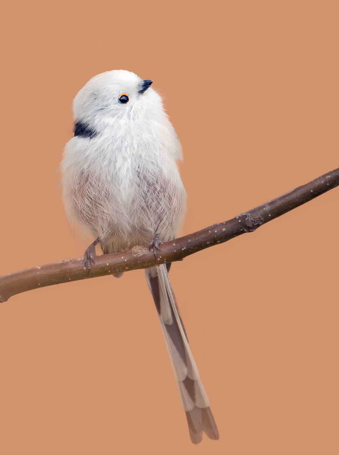 , Фото Александр