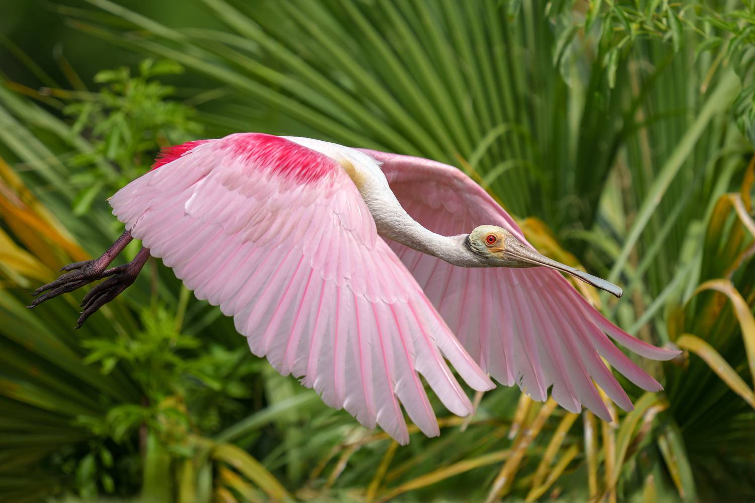 птица, фотоохота, колпица, природа, фауна, Kulikov Vladimir