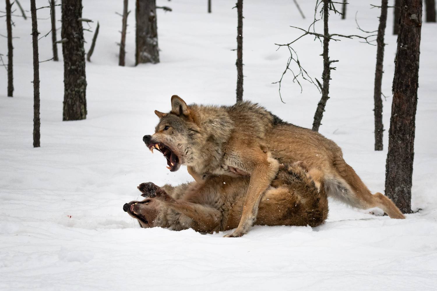 волки, зима, драка, лес, пасть, злость, Степанова Татьяна