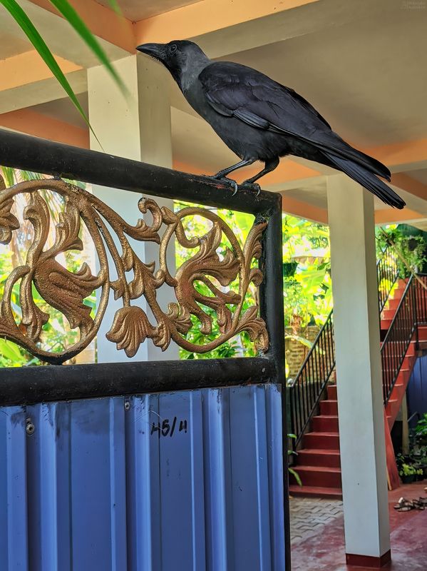 Обитатели прибрежного городка фото превью