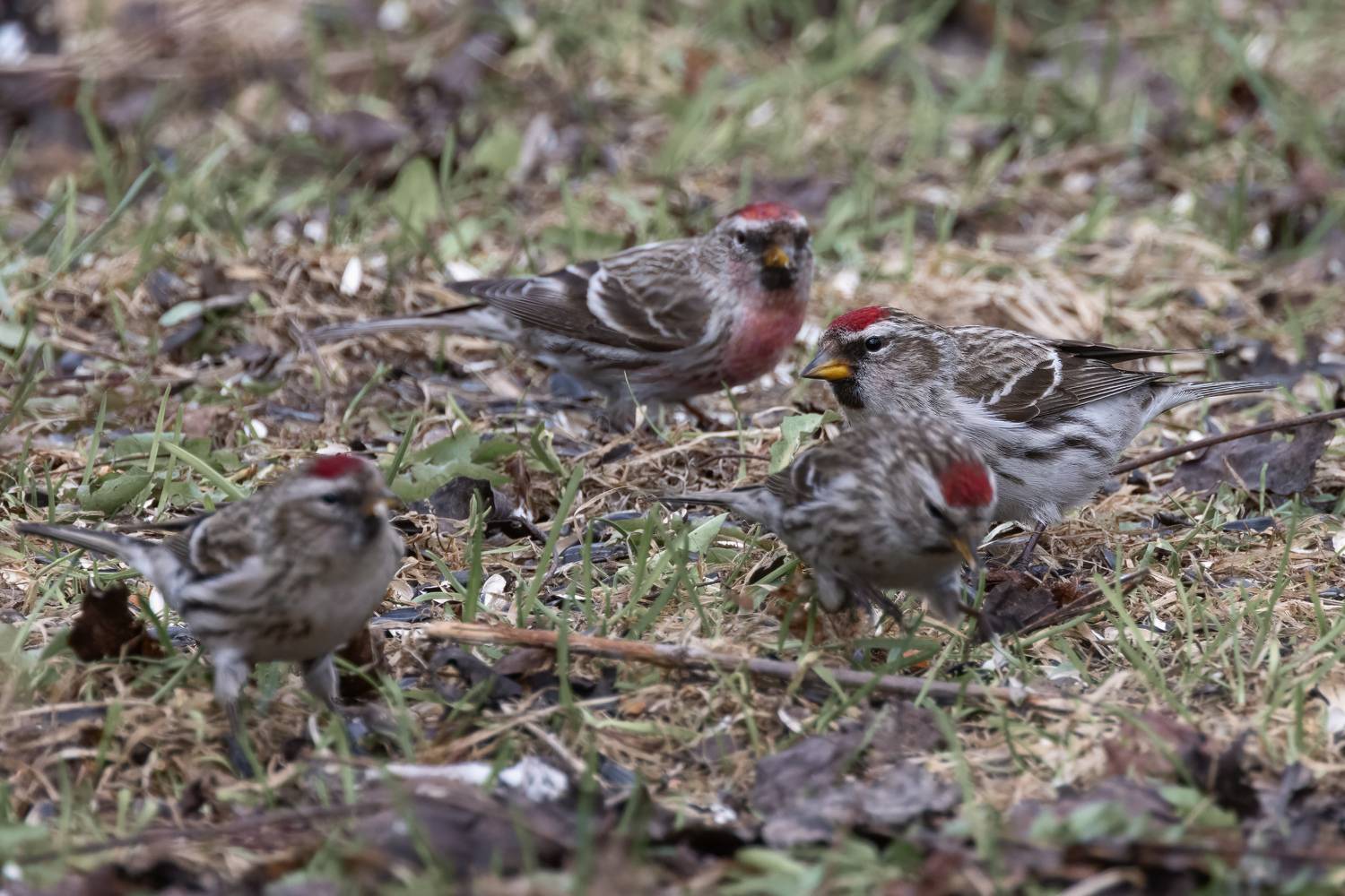 Чечетка, птицы, Пономарев Илья
