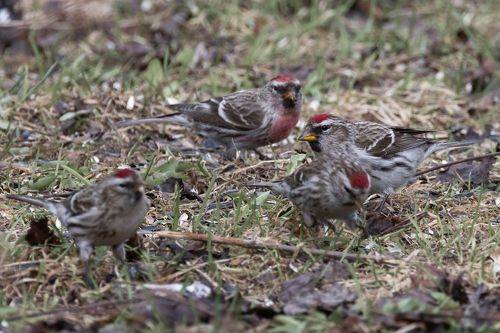 Потому что мы... банда!