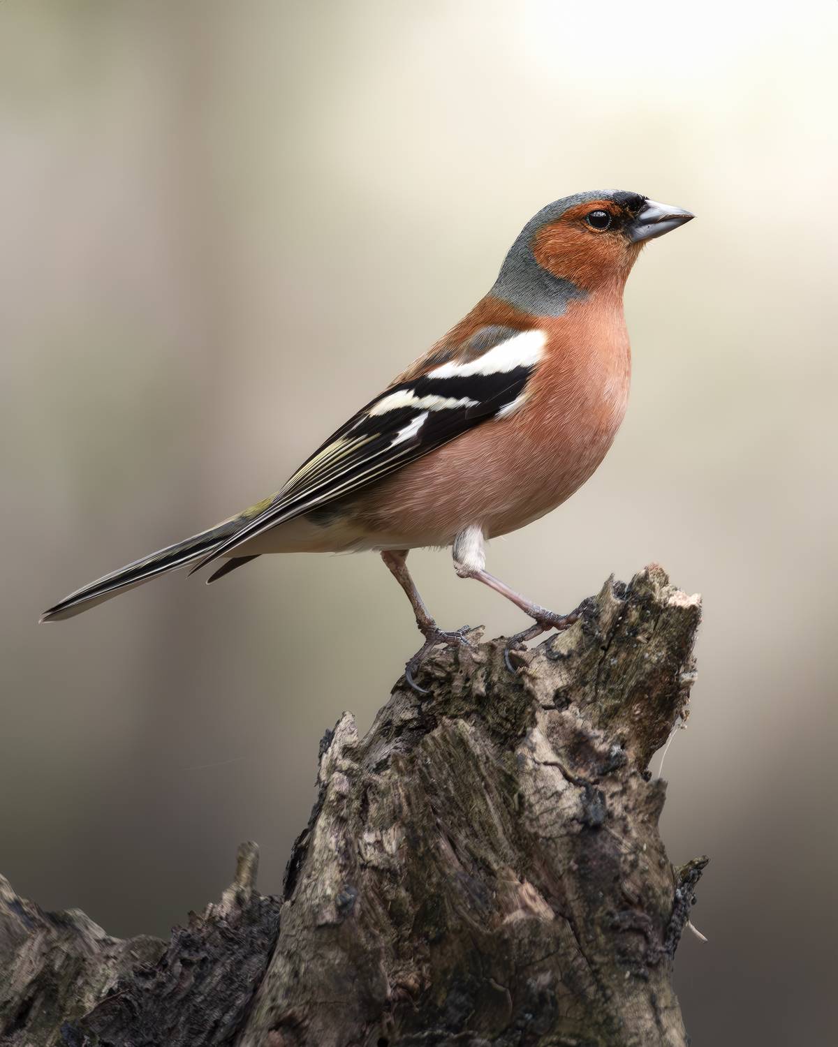 , Поляков Михаил