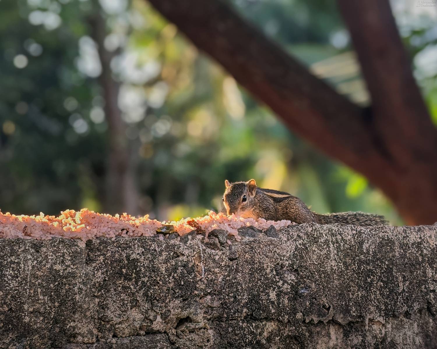 животные, портрет животного, мобильная фотография, млекопитающие, белка, animals, mammals, squirrel, animal portrait, mobile photography, Дудников Александр