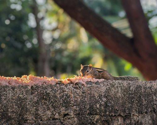 Funambulus palmarum/ Пальмовая белка/ Indian palm squirrel