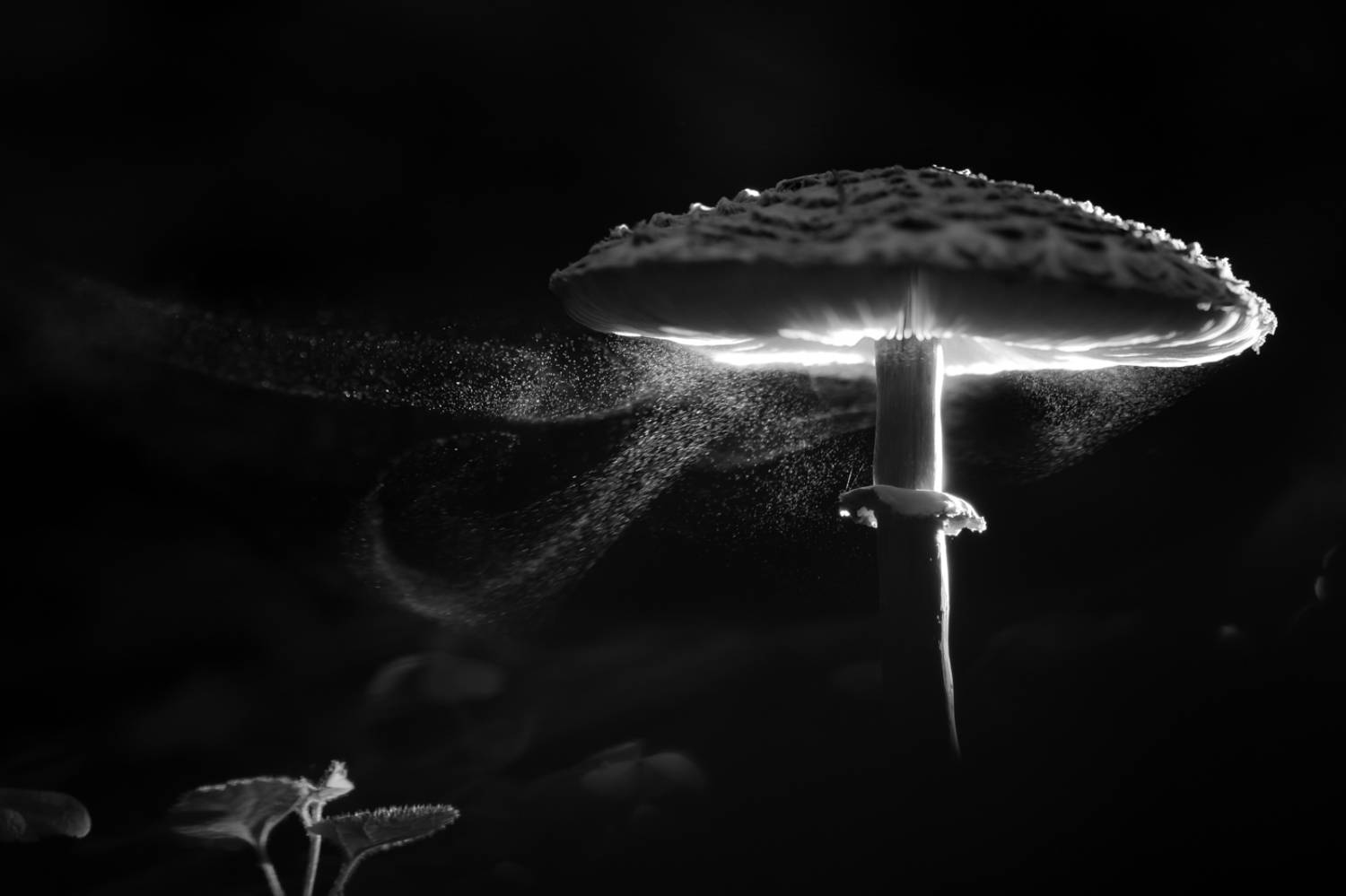 гриб, зонтик пестрый, Macrolepiota gracilenta, споры, спороношение, чб, осень, Соварцева Ксения