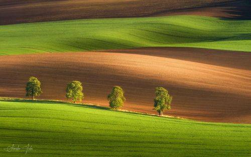 Chestnut alley in South Moravia.