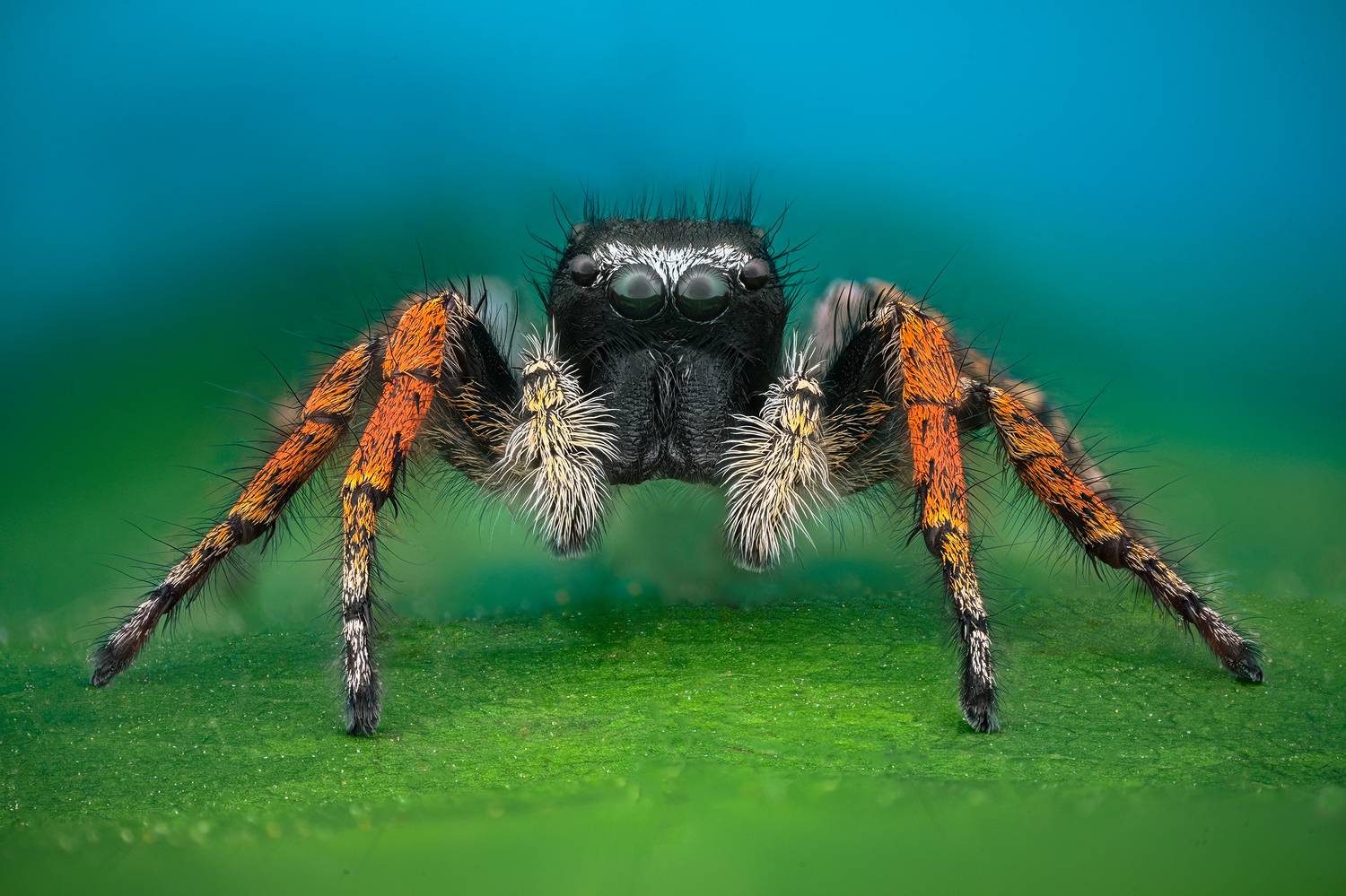 ceclii, macro, Цветан Ганев