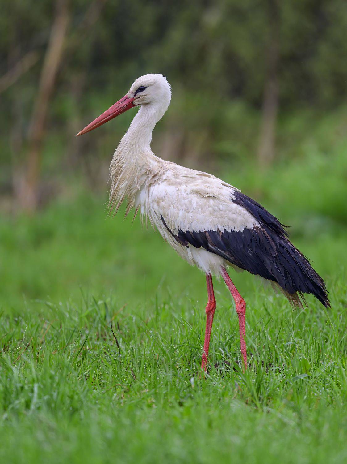 , Пупонин Сергей