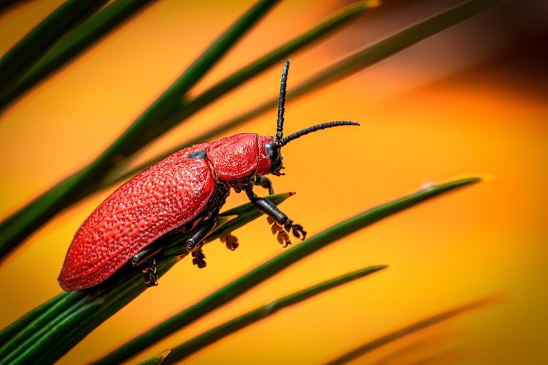 Red beetle фото превью