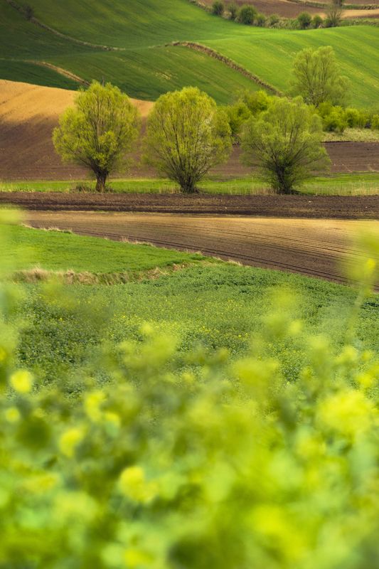 Agricultural, Field, Tree, Landscape, Natur, Scenics - Nature  Agriculture, Day, Green, Willows, Landscape, Rural, Ponidzie, Spring, Poland Three willows фото превью
