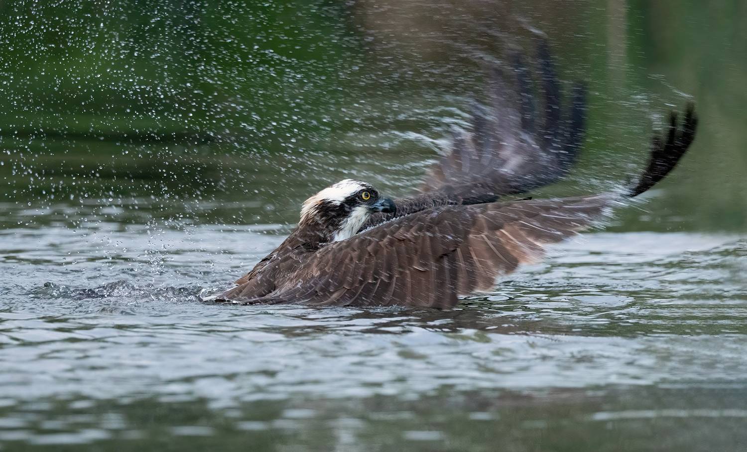 osprey, birds, birds of prey, fishing, action, canon, MARIA KULA