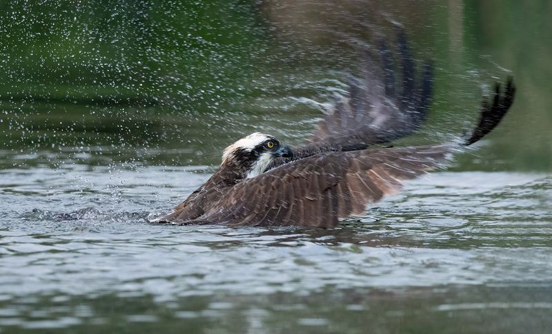osprey, birds, birds of prey, fishing, action, canon Osprey фото превью