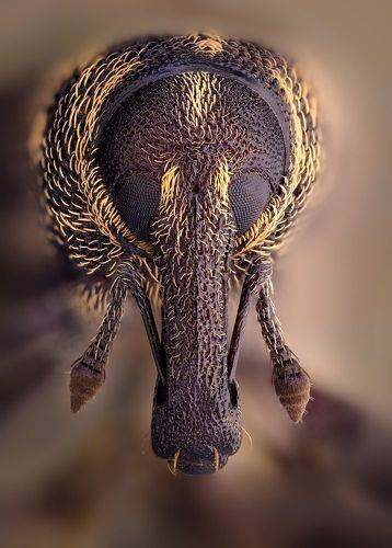 Долгоносик сосновый большой