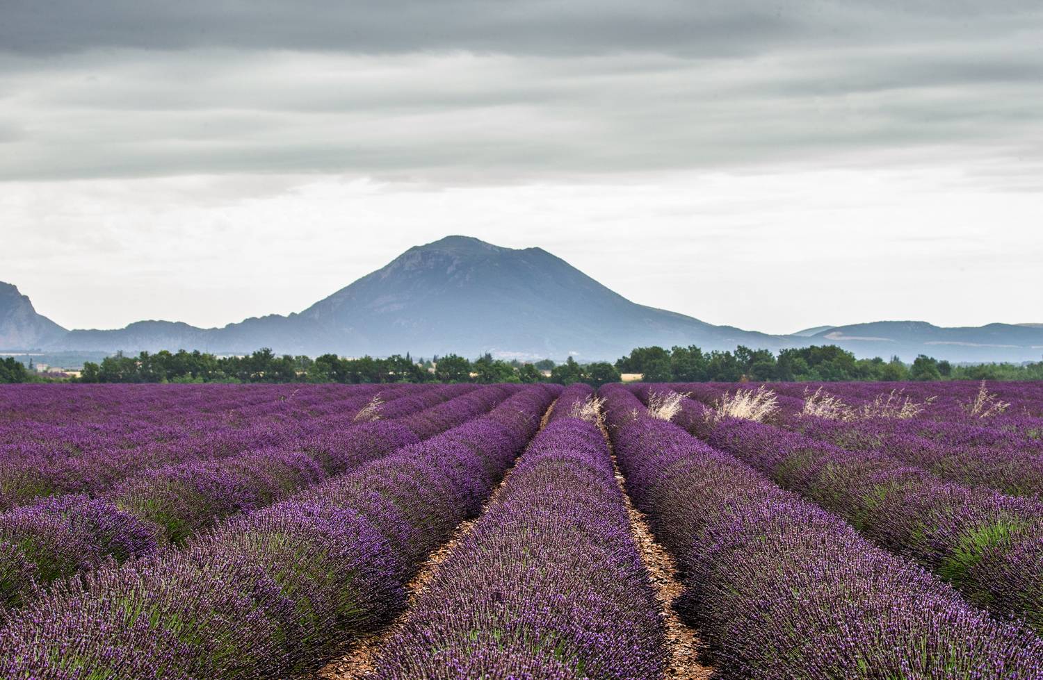 , Гудков Андрей