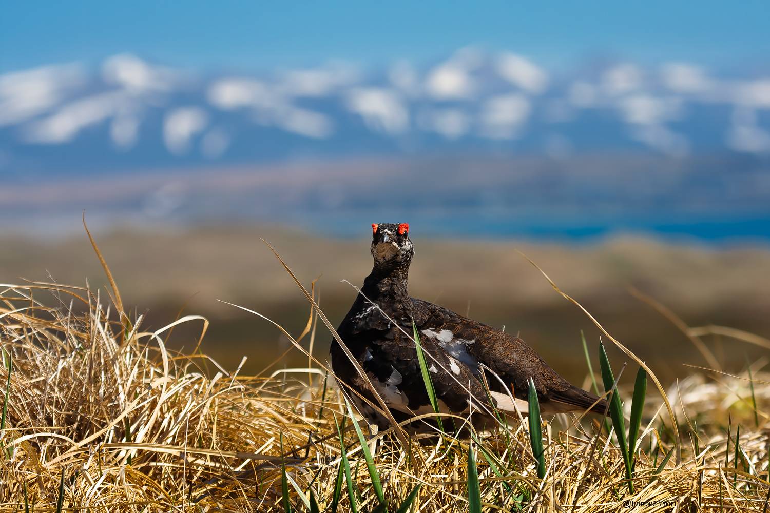 куропатка, тундряная куропатка, птица, самец, весенний наряд, остров беринга, командорские острова, Дмитрий Уткин