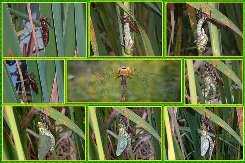 фото превью