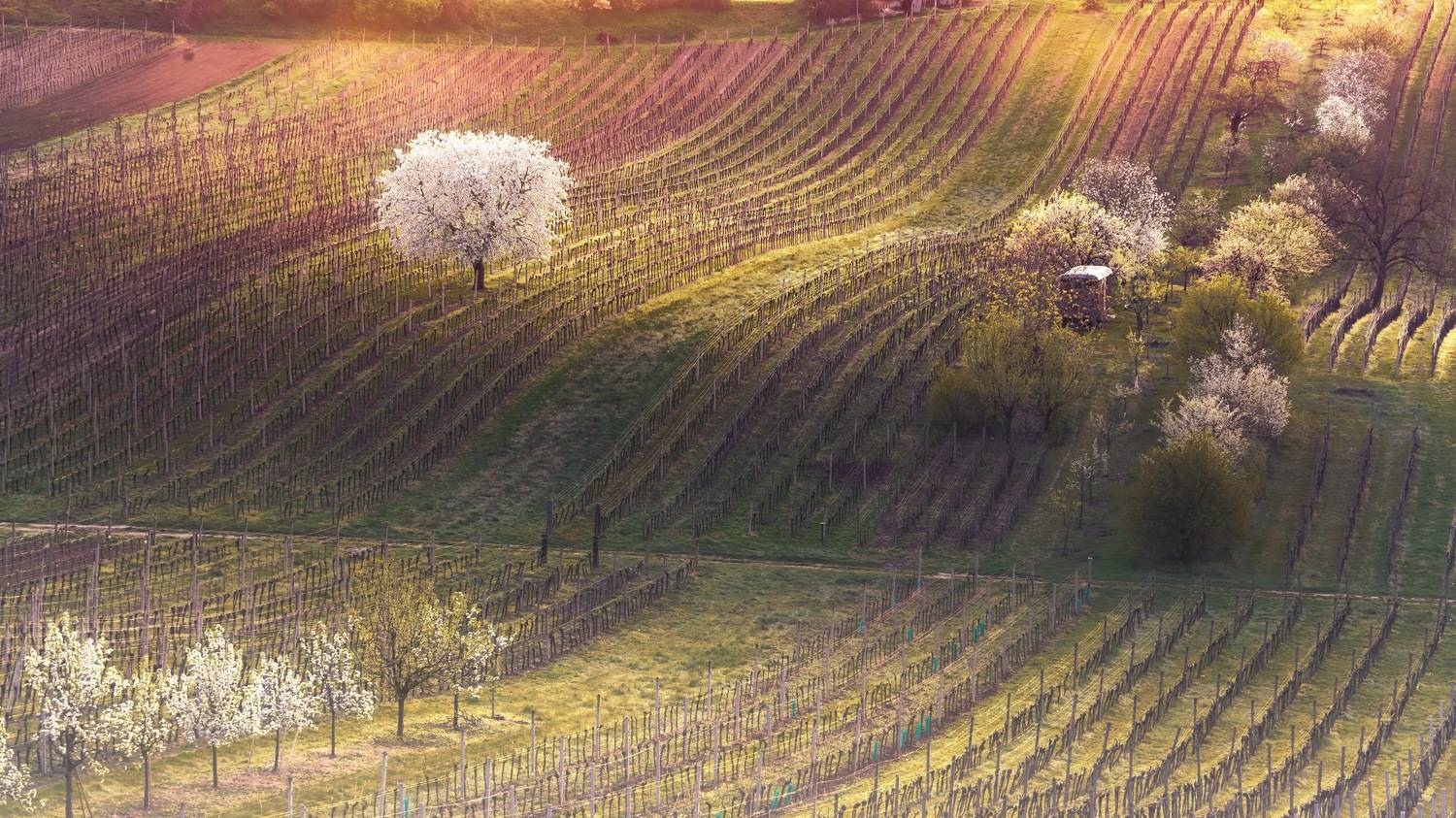 , Шимаковский Юрий