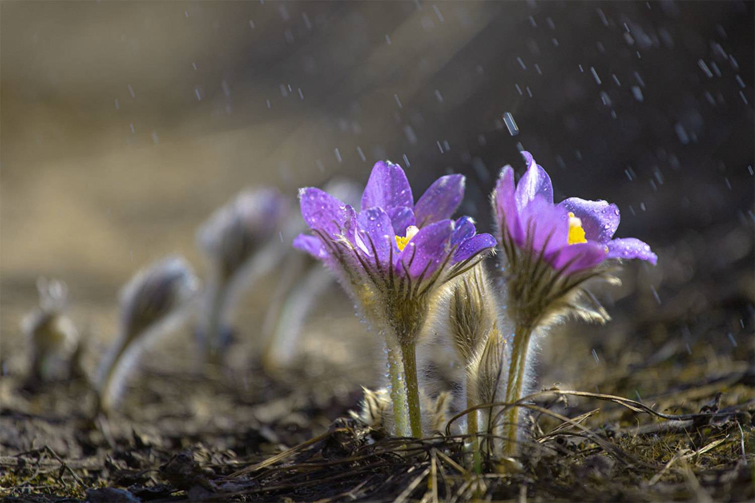 , Чудинин Дмитрий