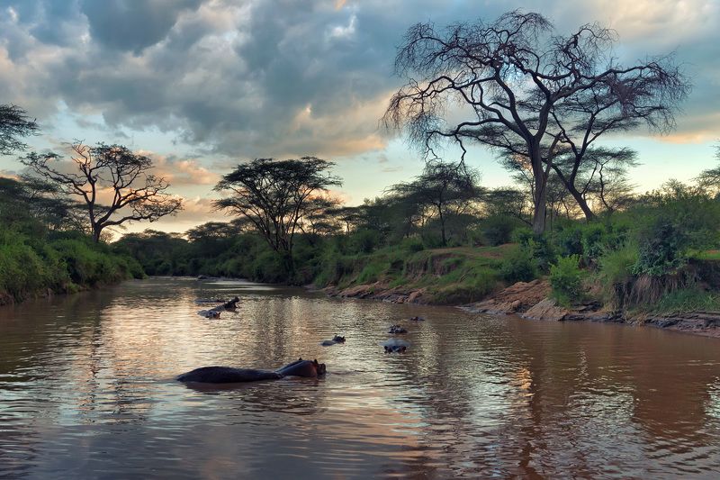 Рай в Серенгети фото превью