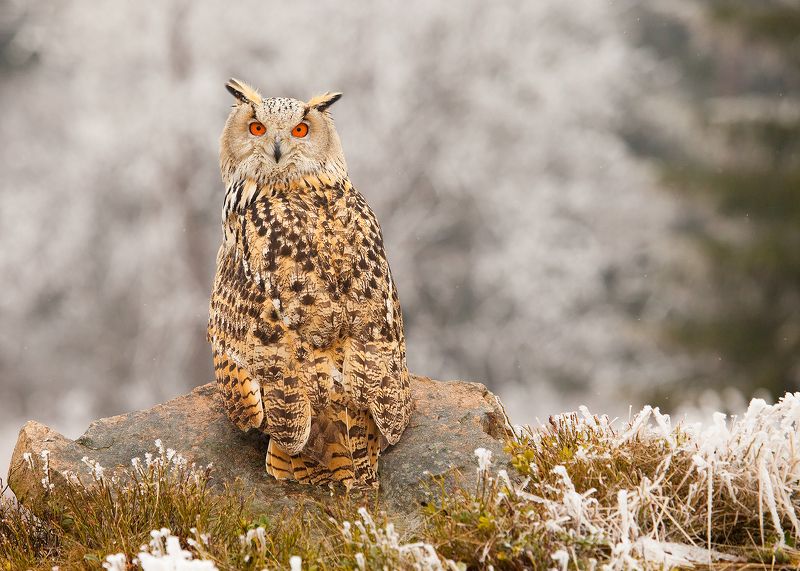 Siberian Eagle Owl фото превью
