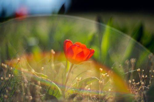 Про тюльпановую весну.